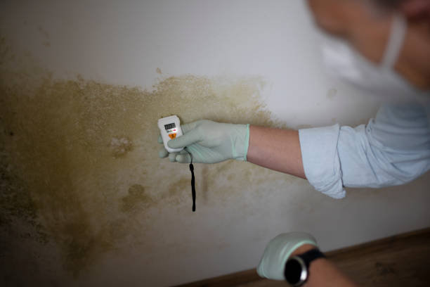 Best Mold Testing  in Farm Loop, AK