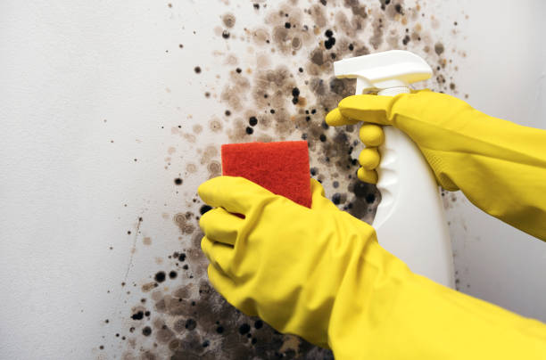 Best Mold Damage Repair  in Farm Loop, AK