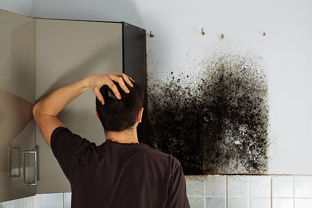 Best Best Mold Removal Companies  in Farm Loop, AK