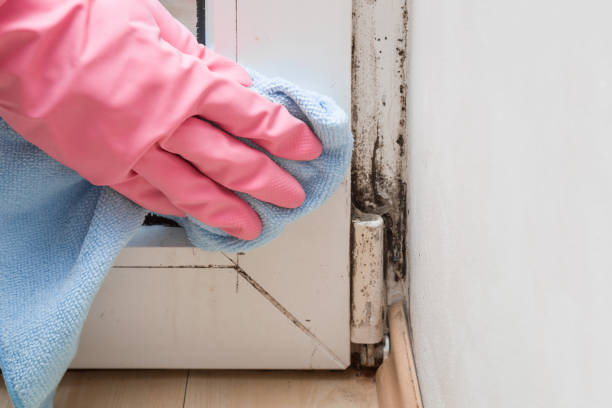 Best Fast Mold Removal  in Farm Loop, AK