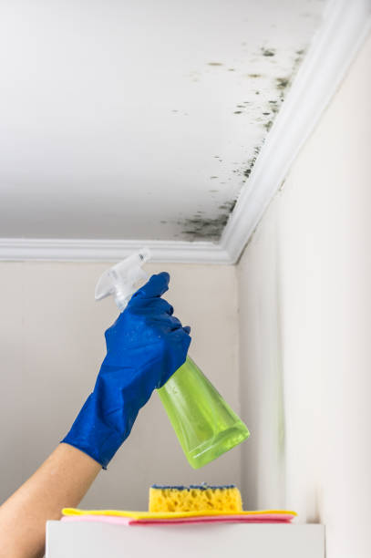 Best Professional Mold Removal  in Farm Loop, AK